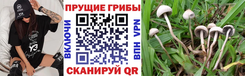 Псилоцибиновые грибы Psilocybe Пересвет